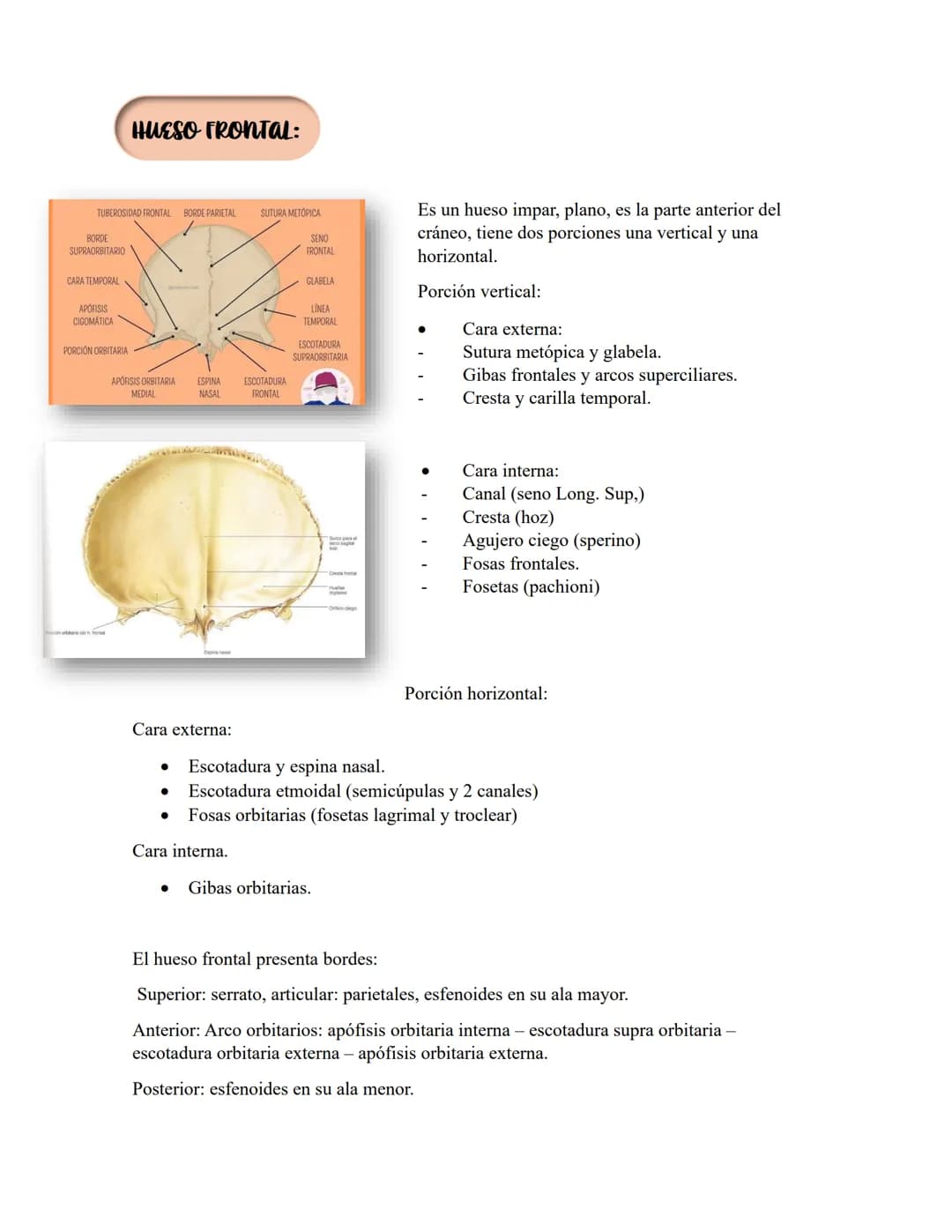 ANATOMIA 1.
La anatomía: rama del conocimiento biológico.
Anatomía: forma, estructura; Ana- estructura de. Tos mus
corte.
Historia de la fis