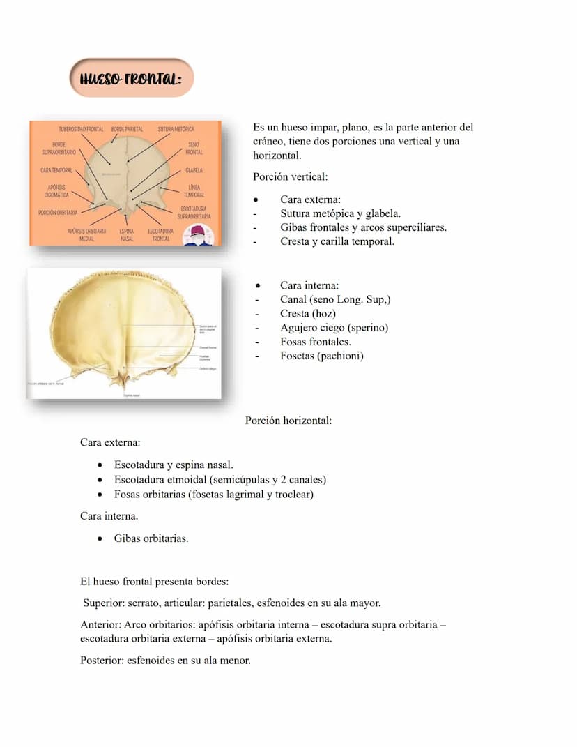 ANATOMIA 1.
La anatomía: rama del conocimiento biológico.
Anatomía: forma, estructura; Ana- estructura de. Tos mus
corte.
Historia de la fis