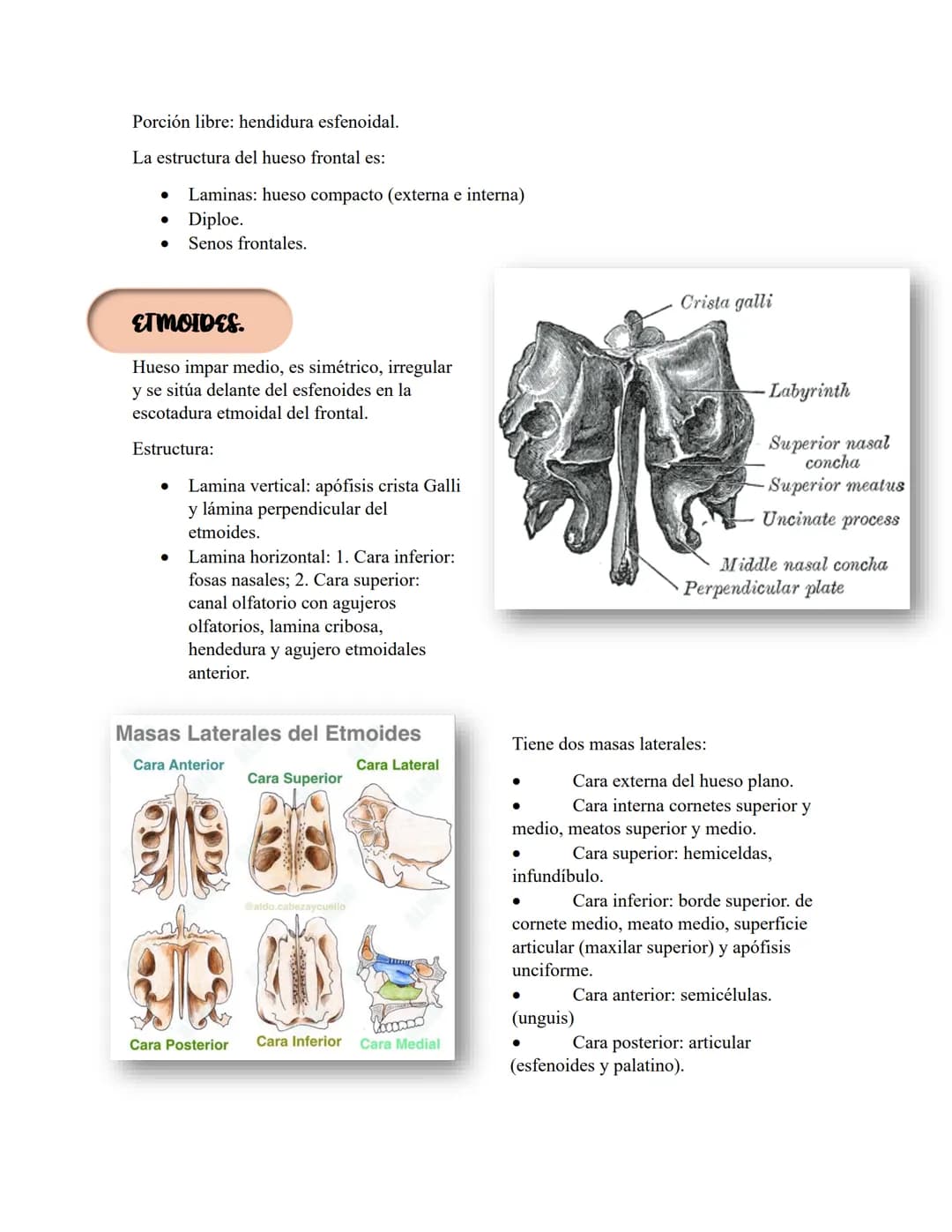 ANATOMIA 1.
La anatomía: rama del conocimiento biológico.
Anatomía: forma, estructura; Ana- estructura de. Tos mus
corte.
Historia de la fis