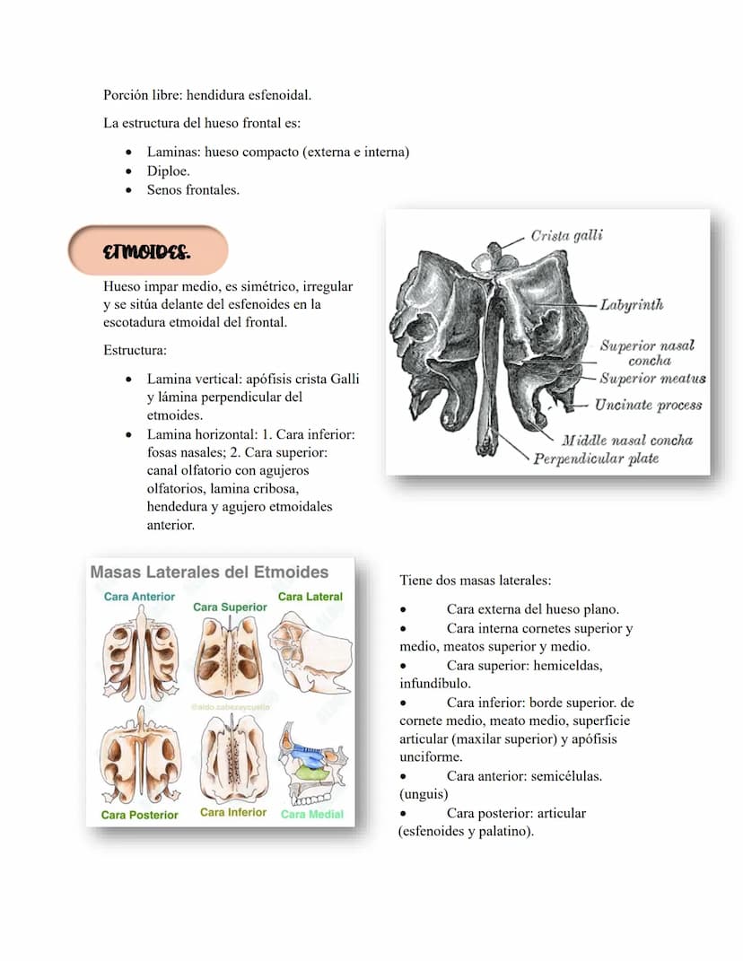 ANATOMIA 1.
La anatomía: rama del conocimiento biológico.
Anatomía: forma, estructura; Ana- estructura de. Tos mus
corte.
Historia de la fis