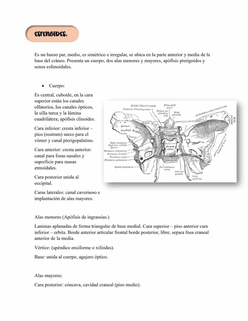 ANATOMIA 1.
La anatomía: rama del conocimiento biológico.
Anatomía: forma, estructura; Ana- estructura de. Tos mus
corte.
Historia de la fis