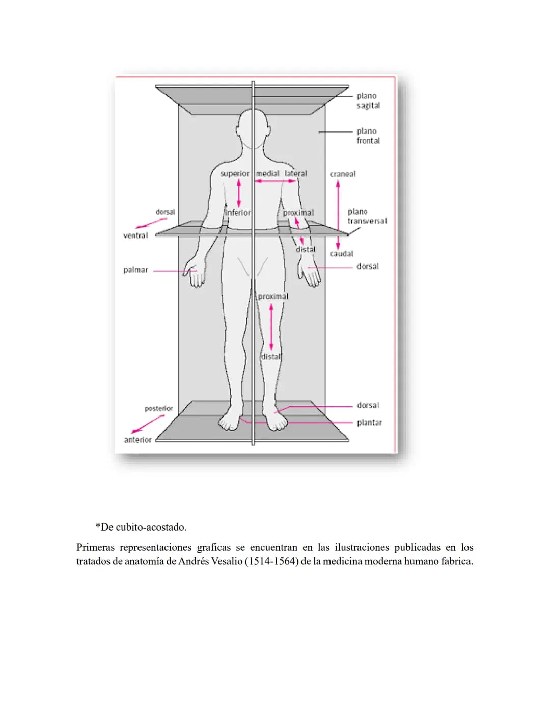 ANATOMIA 1.
La anatomía: rama del conocimiento biológico.
Anatomía: forma, estructura; Ana- estructura de. Tos mus
corte.
Historia de la fis