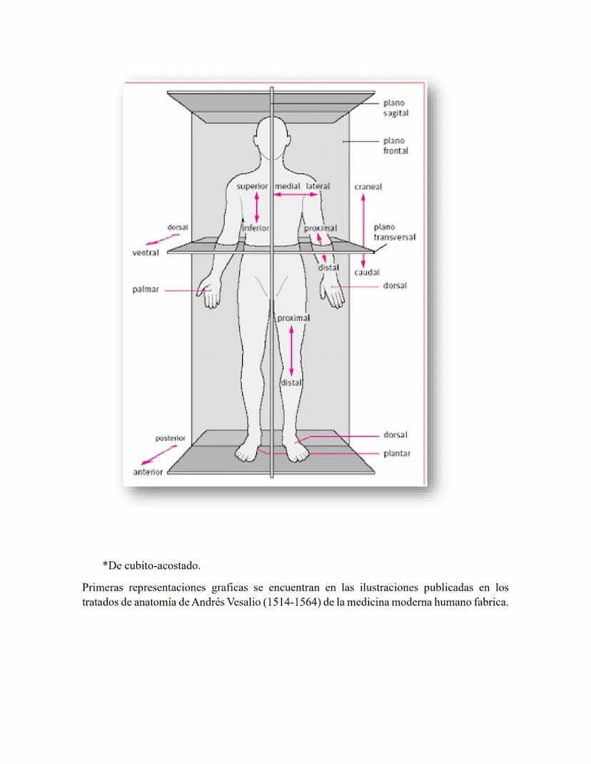 ANATOMIA 1.
La anatomía: rama del conocimiento biológico.
Anatomía: forma, estructura; Ana- estructura de. Tos mus
corte.
Historia de la fis