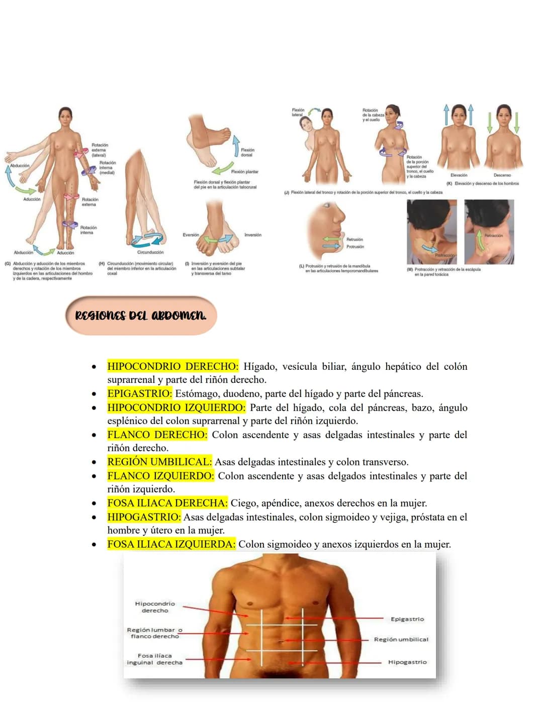 ANATOMIA 1.
La anatomía: rama del conocimiento biológico.
Anatomía: forma, estructura; Ana- estructura de. Tos mus
corte.
Historia de la fis