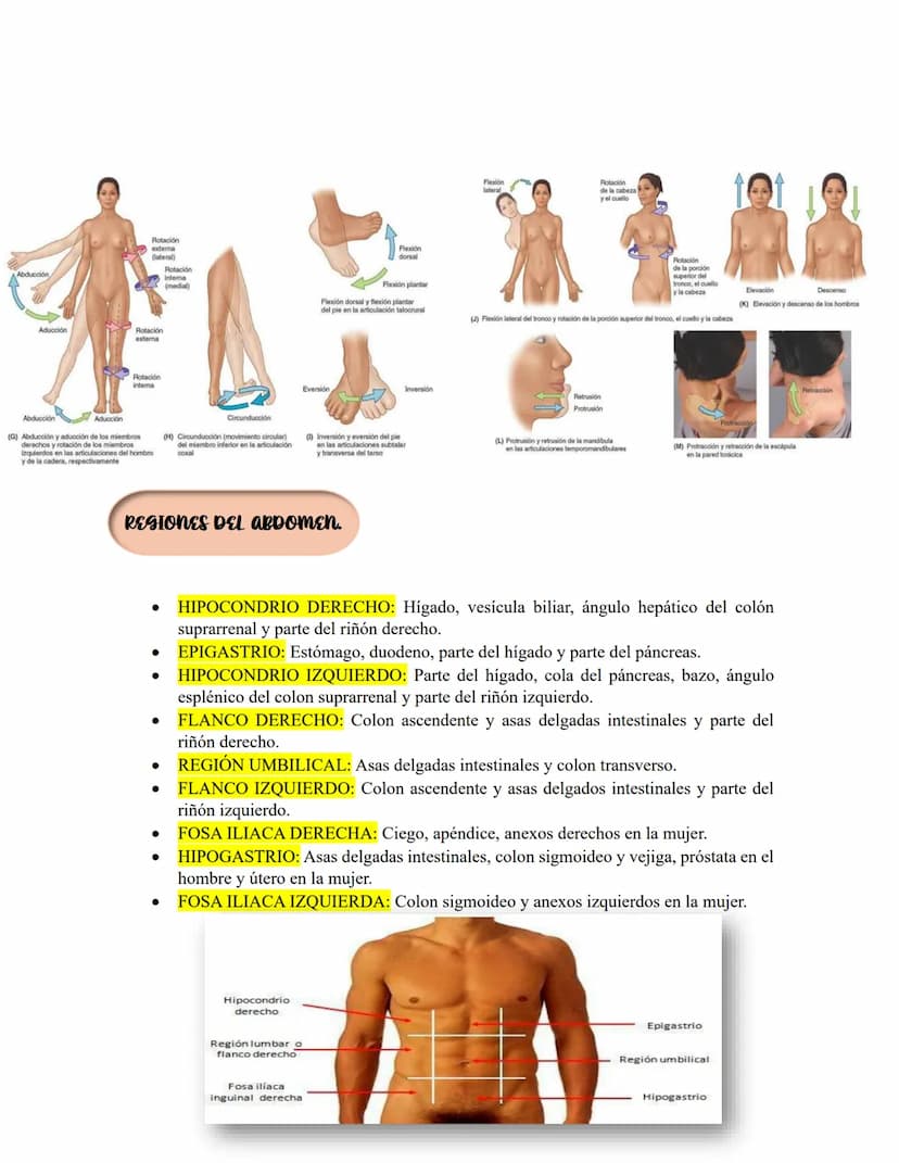 ANATOMIA 1.
La anatomía: rama del conocimiento biológico.
Anatomía: forma, estructura; Ana- estructura de. Tos mus
corte.
Historia de la fis