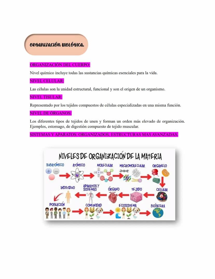 ANATOMIA 1.
La anatomía: rama del conocimiento biológico.
Anatomía: forma, estructura; Ana- estructura de. Tos mus
corte.
Historia de la fis