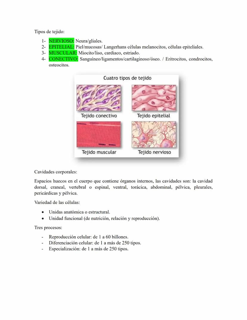 ANATOMIA 1.
La anatomía: rama del conocimiento biológico.
Anatomía: forma, estructura; Ana- estructura de. Tos mus
corte.
Historia de la fis