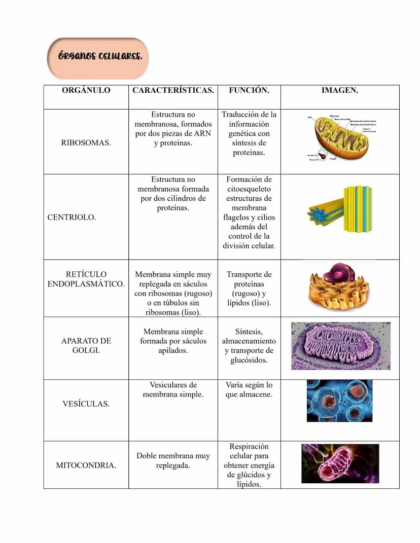 ANATOMIA 1.
La anatomía: rama del conocimiento biológico.
Anatomía: forma, estructura; Ana- estructura de. Tos mus
corte.
Historia de la fis