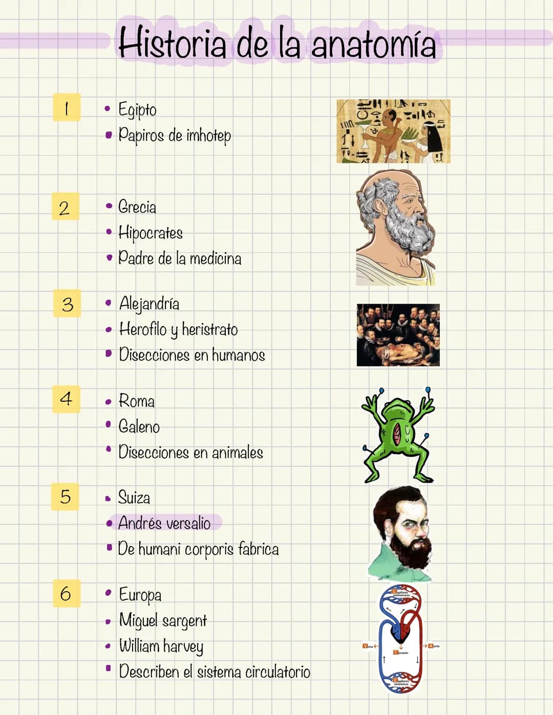 Anatomía 1