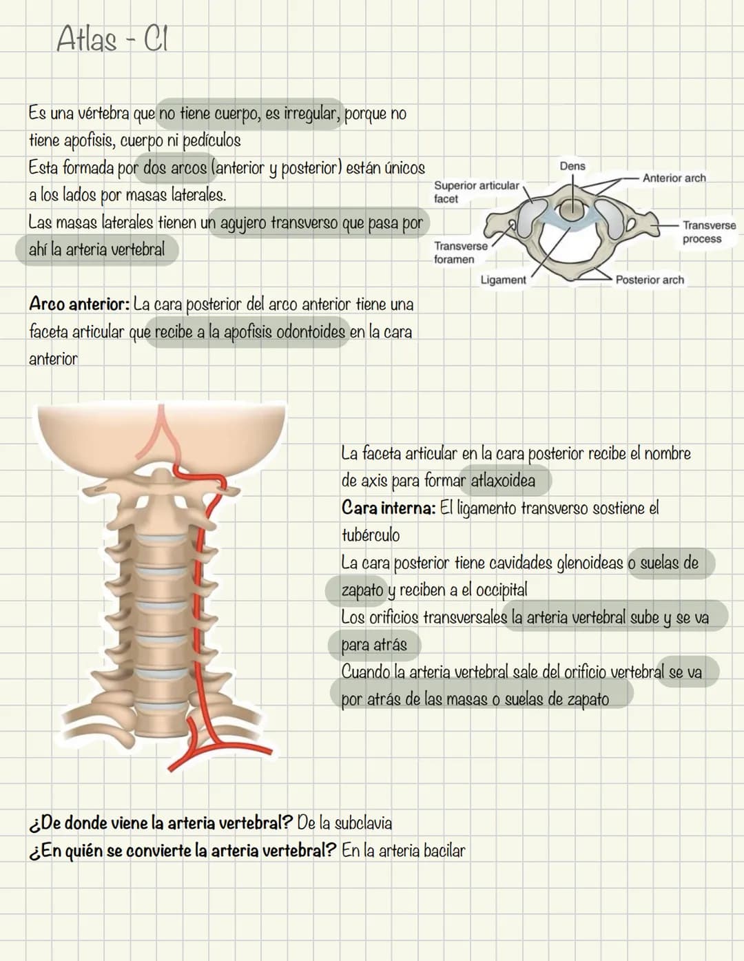1
Historia de la anatomía
⚫ Egipto
. Papiros de imhotep
2
3
4
5
.
.
•
Grecia
Hipocrates
Padre de la medicina
Alejandría
Herofilo y heristrat