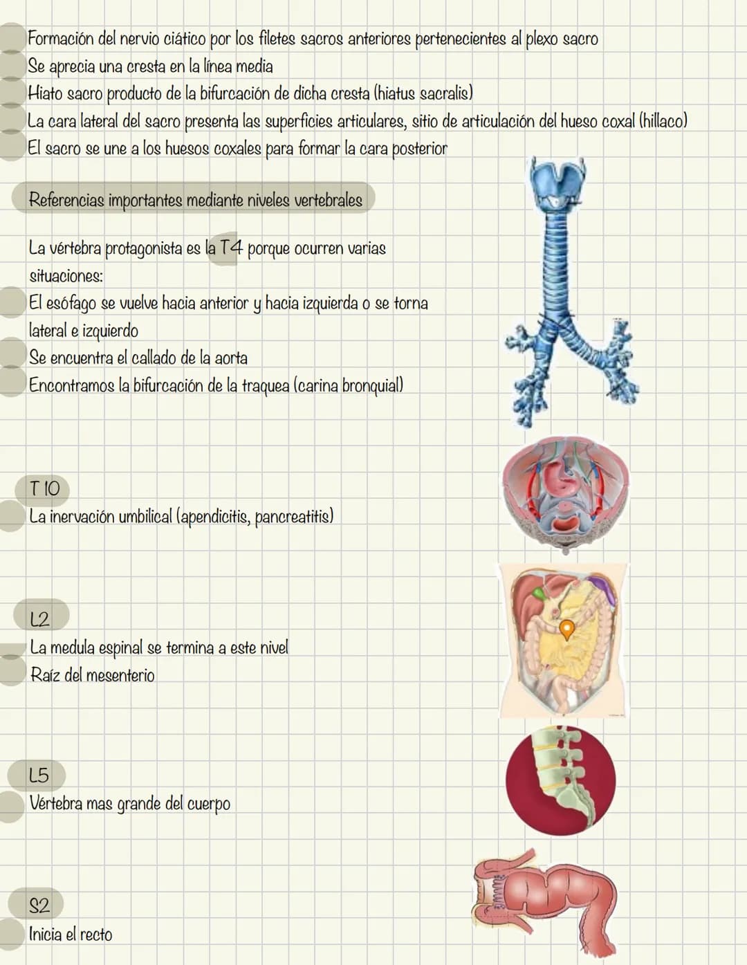 1
Historia de la anatomía
⚫ Egipto
. Papiros de imhotep
2
3
4
5
.
.
•
Grecia
Hipocrates
Padre de la medicina
Alejandría
Herofilo y heristrat