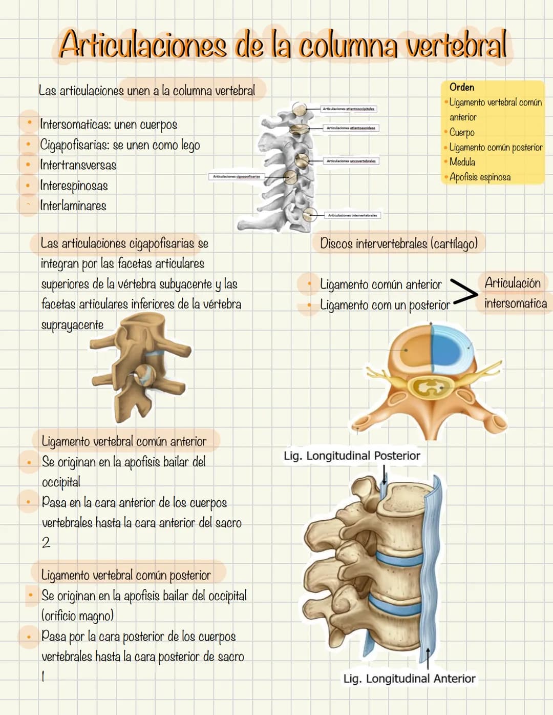 1
Historia de la anatomía
⚫ Egipto
. Papiros de imhotep
2
3
4
5
.
.
•
Grecia
Hipocrates
Padre de la medicina
Alejandría
Herofilo y heristrat