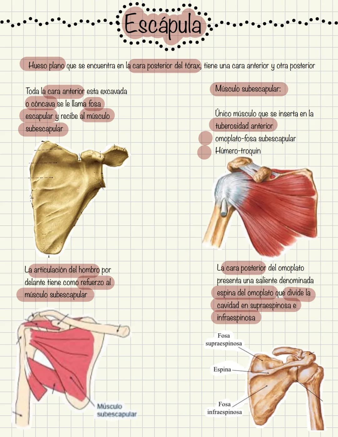 1
Historia de la anatomía
⚫ Egipto
. Papiros de imhotep
2
3
4
5
.
.
•
Grecia
Hipocrates
Padre de la medicina
Alejandría
Herofilo y heristrat
