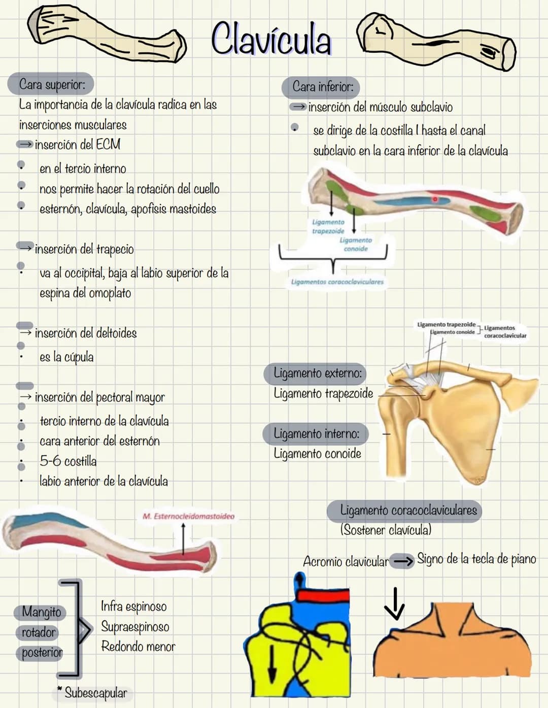 1
Historia de la anatomía
⚫ Egipto
. Papiros de imhotep
2
3
4
5
.
.
•
Grecia
Hipocrates
Padre de la medicina
Alejandría
Herofilo y heristrat