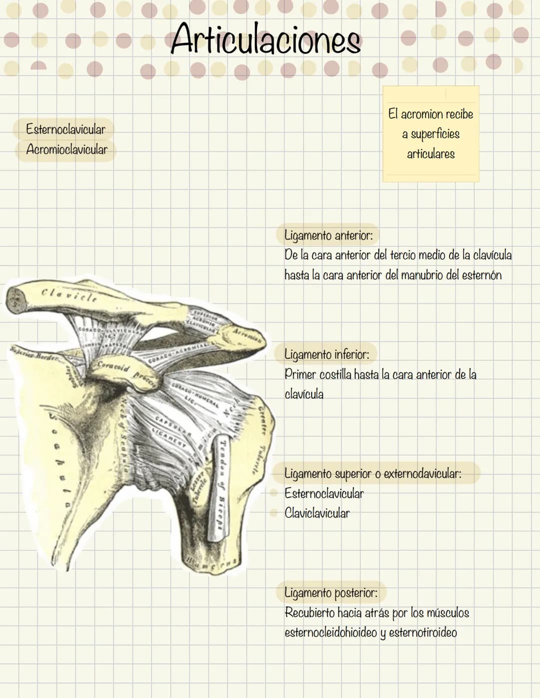 1
Historia de la anatomía
⚫ Egipto
. Papiros de imhotep
2
3
4
5
.
.
•
Grecia
Hipocrates
Padre de la medicina
Alejandría
Herofilo y heristrat