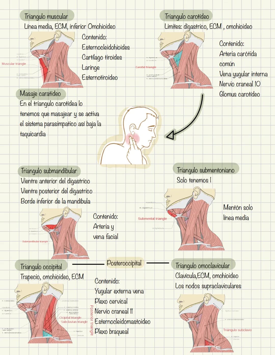 1
Historia de la anatomía
⚫ Egipto
. Papiros de imhotep
2
3
4
5
.
.
•
Grecia
Hipocrates
Padre de la medicina
Alejandría
Herofilo y heristrat