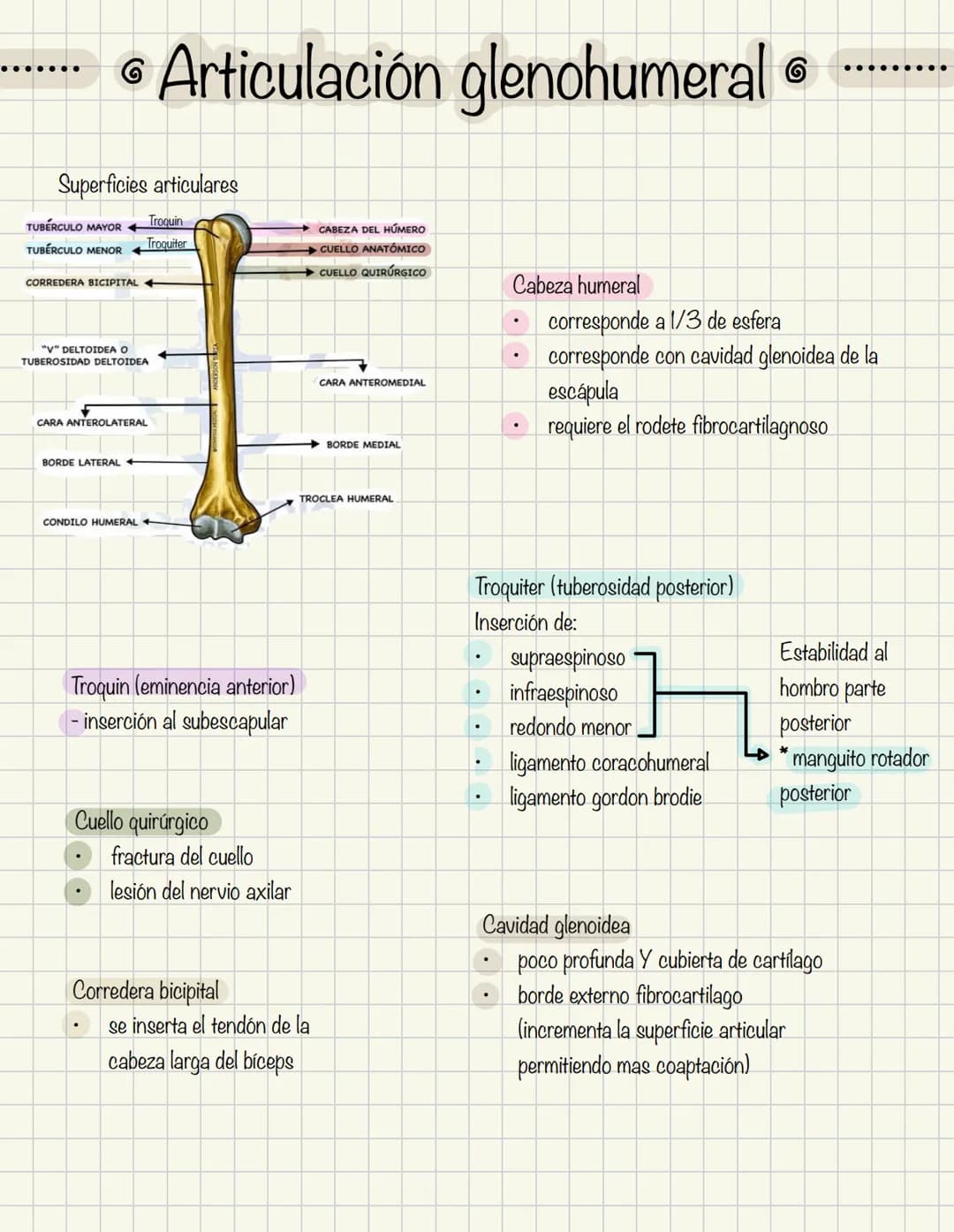 1
Historia de la anatomía
⚫ Egipto
. Papiros de imhotep
2
3
4
5
.
.
•
Grecia
Hipocrates
Padre de la medicina
Alejandría
Herofilo y heristrat