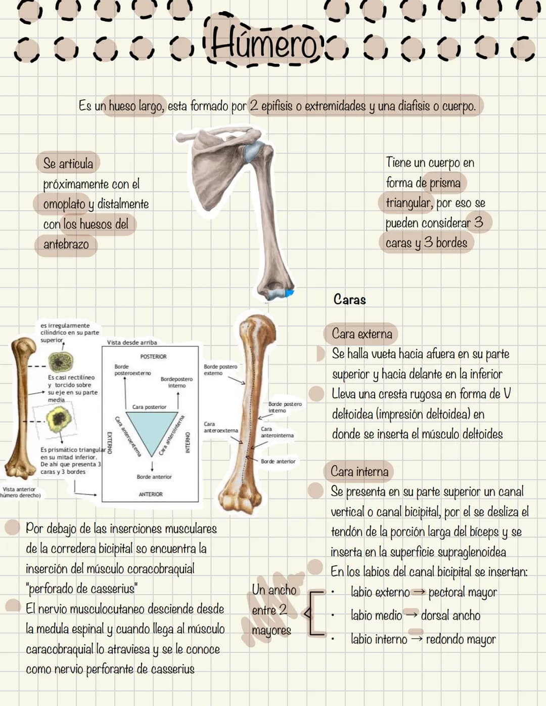 1
Historia de la anatomía
⚫ Egipto
. Papiros de imhotep
2
3
4
5
.
.
•
Grecia
Hipocrates
Padre de la medicina
Alejandría
Herofilo y heristrat