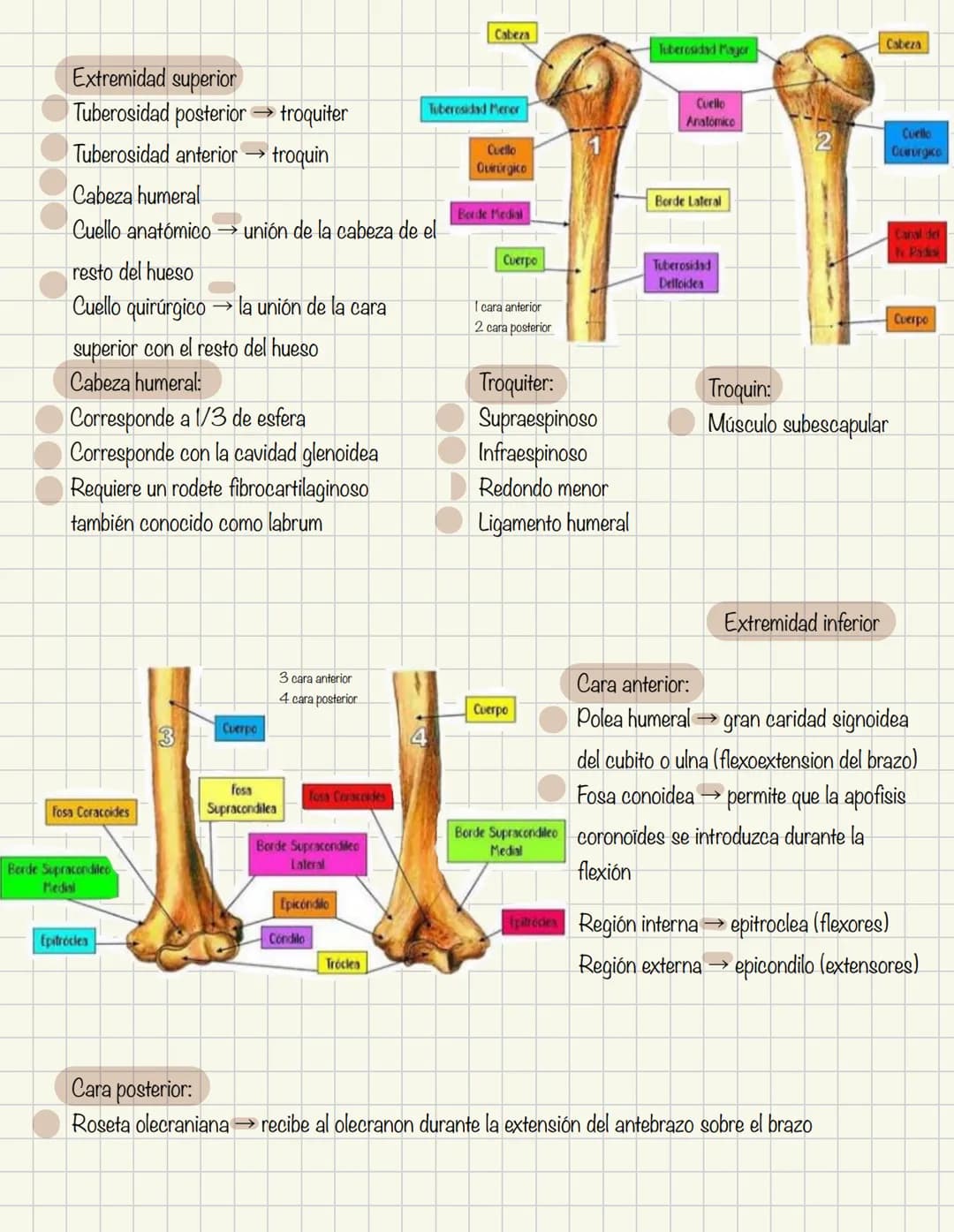 1
Historia de la anatomía
⚫ Egipto
. Papiros de imhotep
2
3
4
5
.
.
•
Grecia
Hipocrates
Padre de la medicina
Alejandría
Herofilo y heristrat