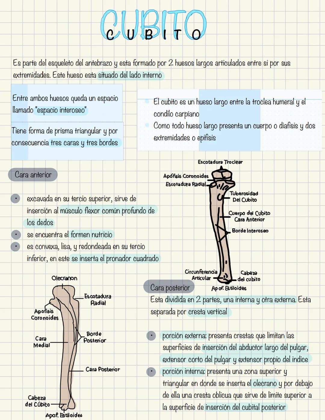 1
Historia de la anatomía
⚫ Egipto
. Papiros de imhotep
2
3
4
5
.
.
•
Grecia
Hipocrates
Padre de la medicina
Alejandría
Herofilo y heristrat