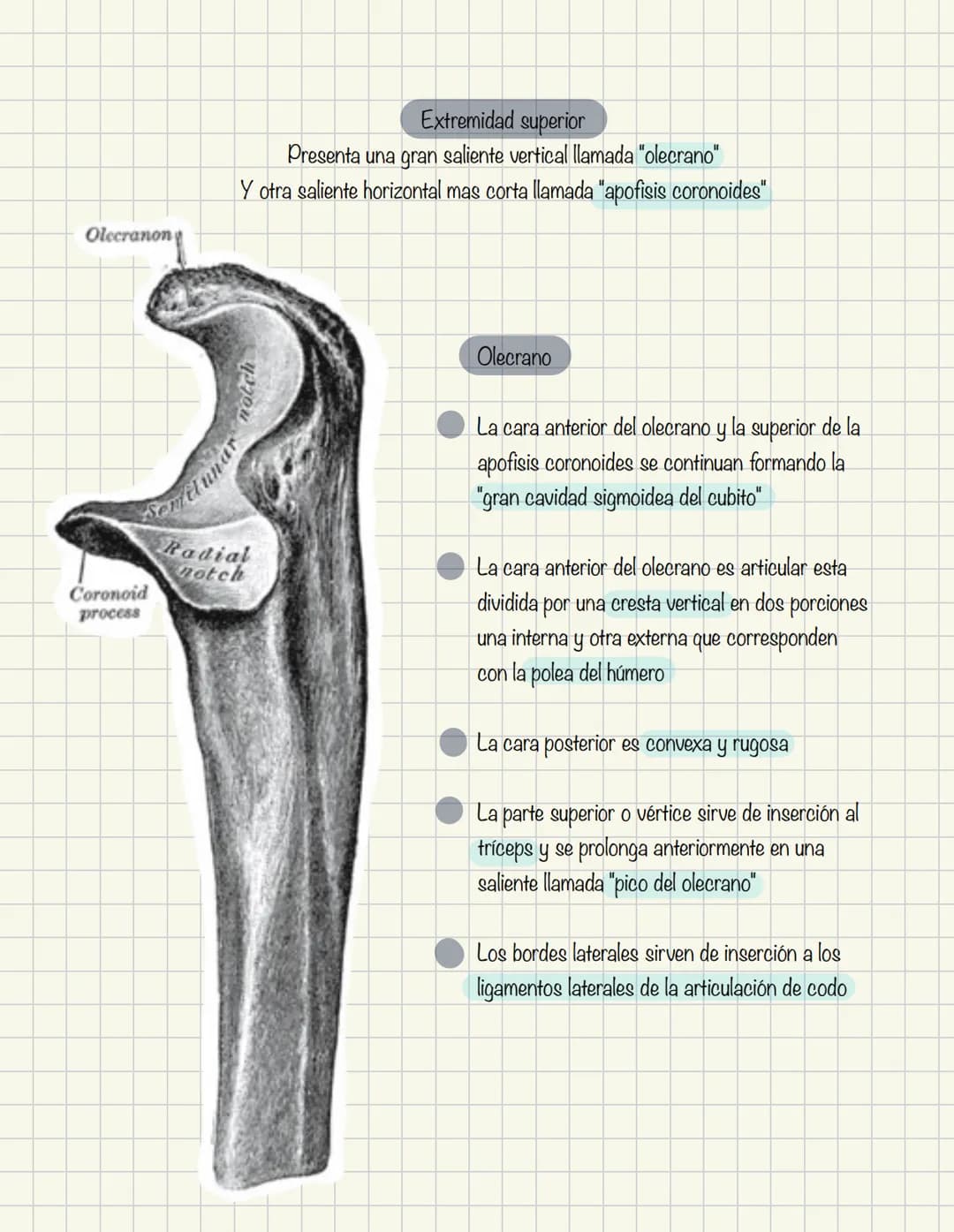 1
Historia de la anatomía
⚫ Egipto
. Papiros de imhotep
2
3
4
5
.
.
•
Grecia
Hipocrates
Padre de la medicina
Alejandría
Herofilo y heristrat