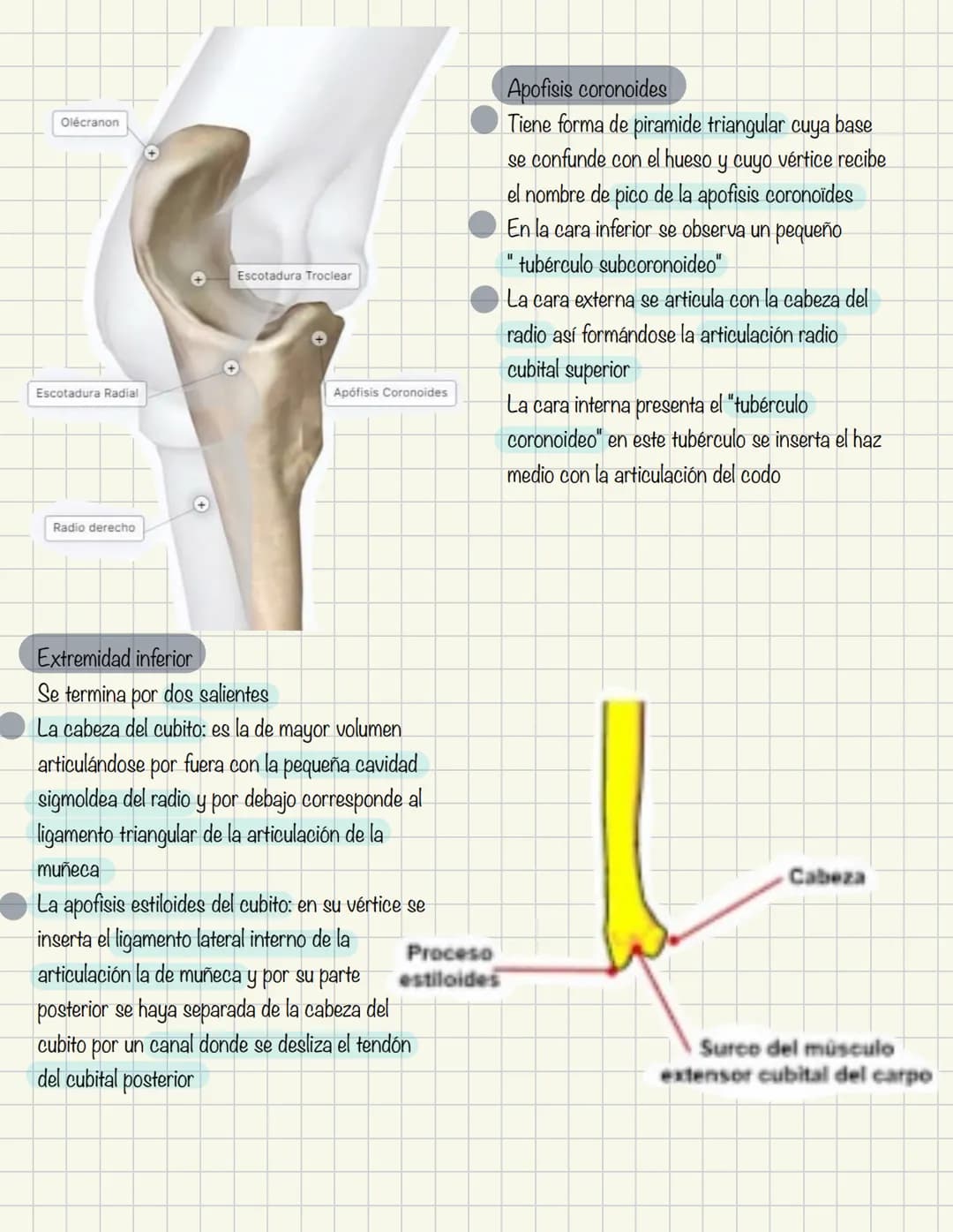 1
Historia de la anatomía
⚫ Egipto
. Papiros de imhotep
2
3
4
5
.
.
•
Grecia
Hipocrates
Padre de la medicina
Alejandría
Herofilo y heristrat