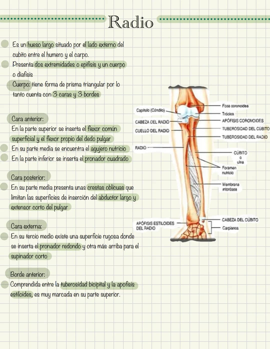 1
Historia de la anatomía
⚫ Egipto
. Papiros de imhotep
2
3
4
5
.
.
•
Grecia
Hipocrates
Padre de la medicina
Alejandría
Herofilo y heristrat