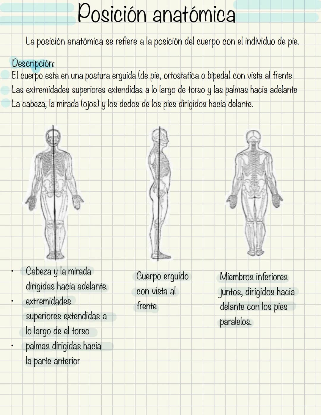 1
Historia de la anatomía
⚫ Egipto
. Papiros de imhotep
2
3
4
5
.
.
•
Grecia
Hipocrates
Padre de la medicina
Alejandría
Herofilo y heristrat