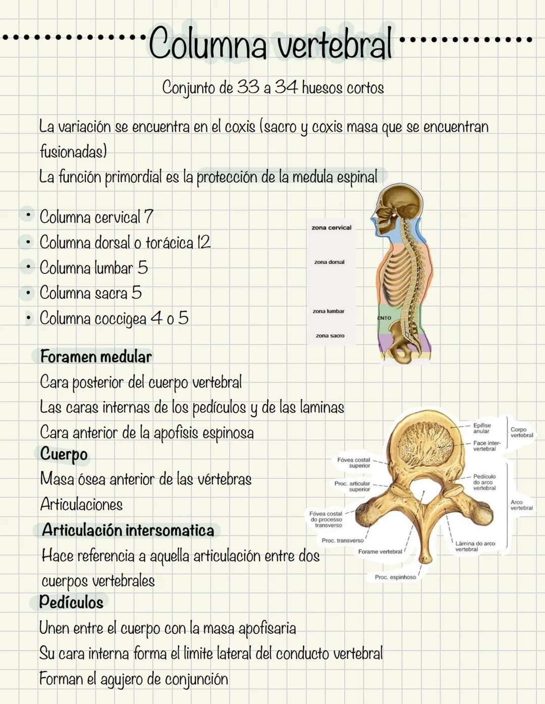 1
Historia de la anatomía
⚫ Egipto
. Papiros de imhotep
2
3
4
5
.
.
•
Grecia
Hipocrates
Padre de la medicina
Alejandría
Herofilo y heristrat