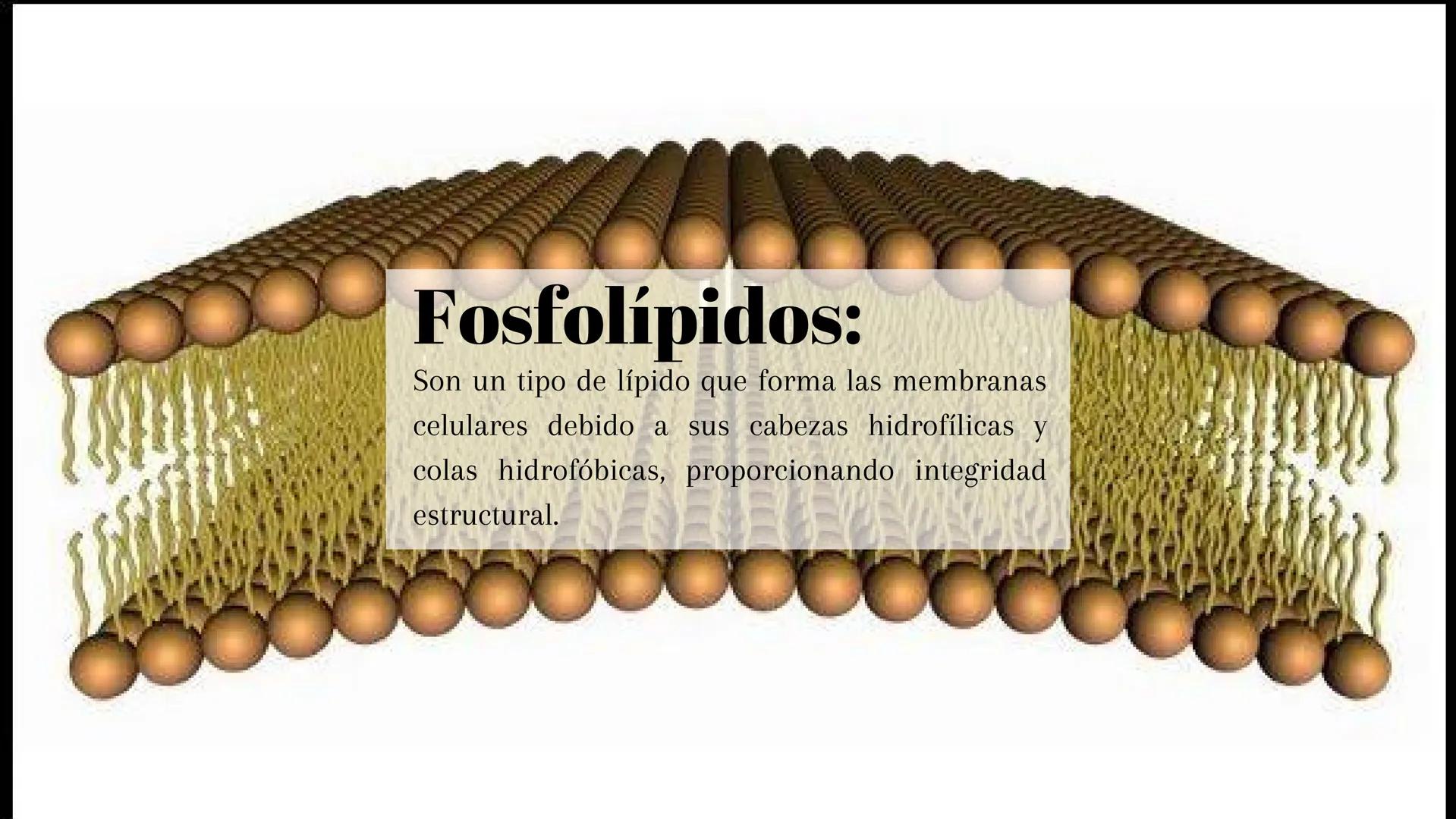 ## ¿Qué son?:

Los lípidos son moléculas orgánicas que incluyen
grasas, aceites y fosfolípidos, esenciales para
almacenar energía. ## Tipos: