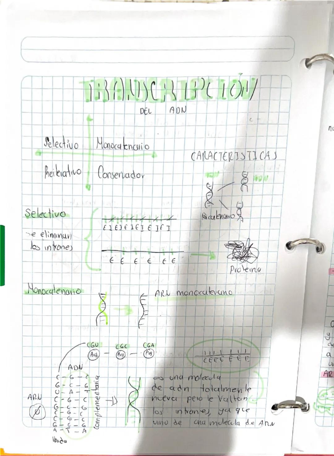 05/03/25
# REPLIKACHON del ADN

*   nucleo
(ADN)

Gen: Sequencia de ADN que codifica
para
unu proteina.

*   cromosomas: secuencau/cadena
de