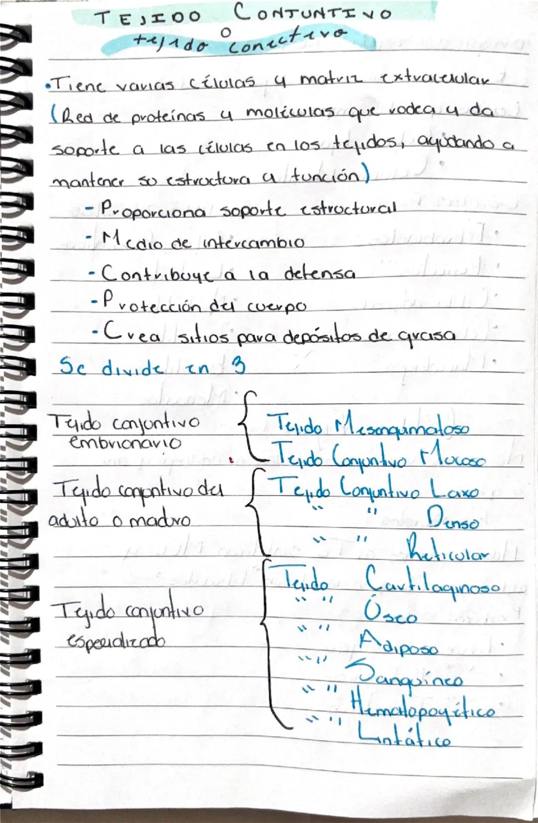 El Tejido Conectivo: Tipos, Funciones y Características