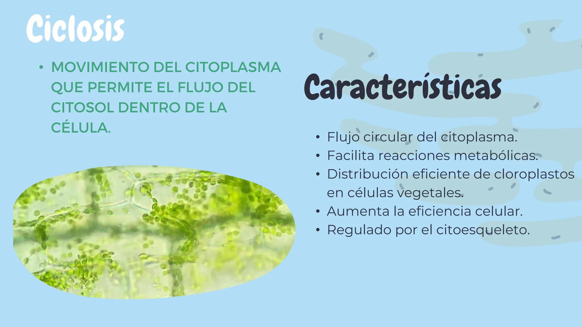 Índice
1. DEFINICIÓN
2.COMPOSICIÓN
3.UBICACIÓN
4.FUNCIONES PRINCIPALES
5.DIFERENCIAS ENTRE CÉLULA ANIMAL
Y VEGETAL
6.IMPORTANCIA EN EL METAB