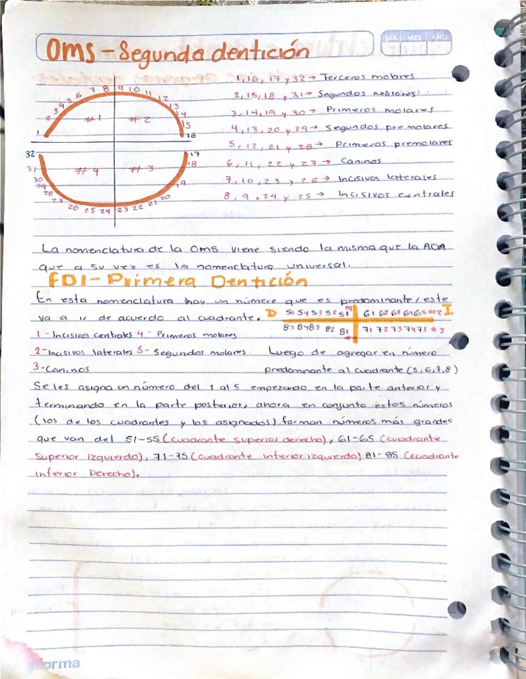 # Nomenclatura e identificación
•de las organas dentales.

En el sistema de numeración universal se utilizan los chúmeros uno a-
treinta y d