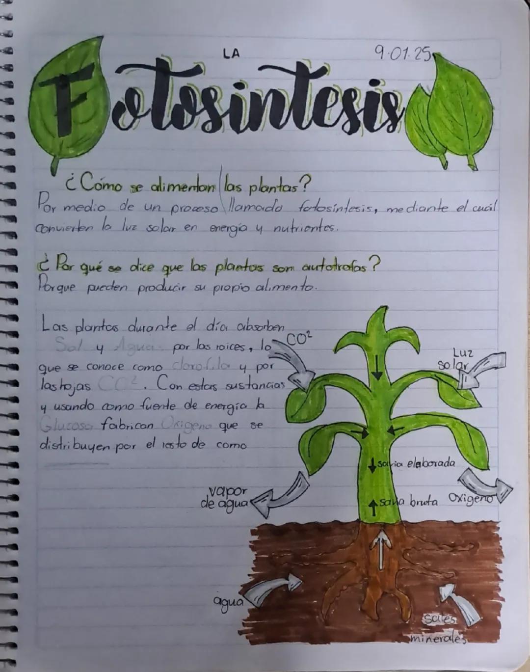 LA
9.01.25
# Fotosintesis

¿Cómo se alimentan las plantas?
Por medio de un proceso llamada fotosintesis, mediante el cual
Convierten la luz 
