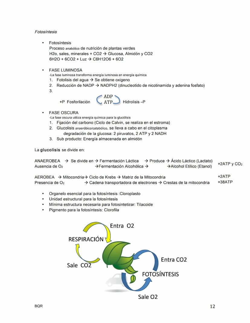 BIOLOGÍA
La célula / Teoría celular
.
¿Quién nombra a la célula?
•
•
•
•
Hooke, célula = celda
¿Quién era el botánico de la teoría celular?
