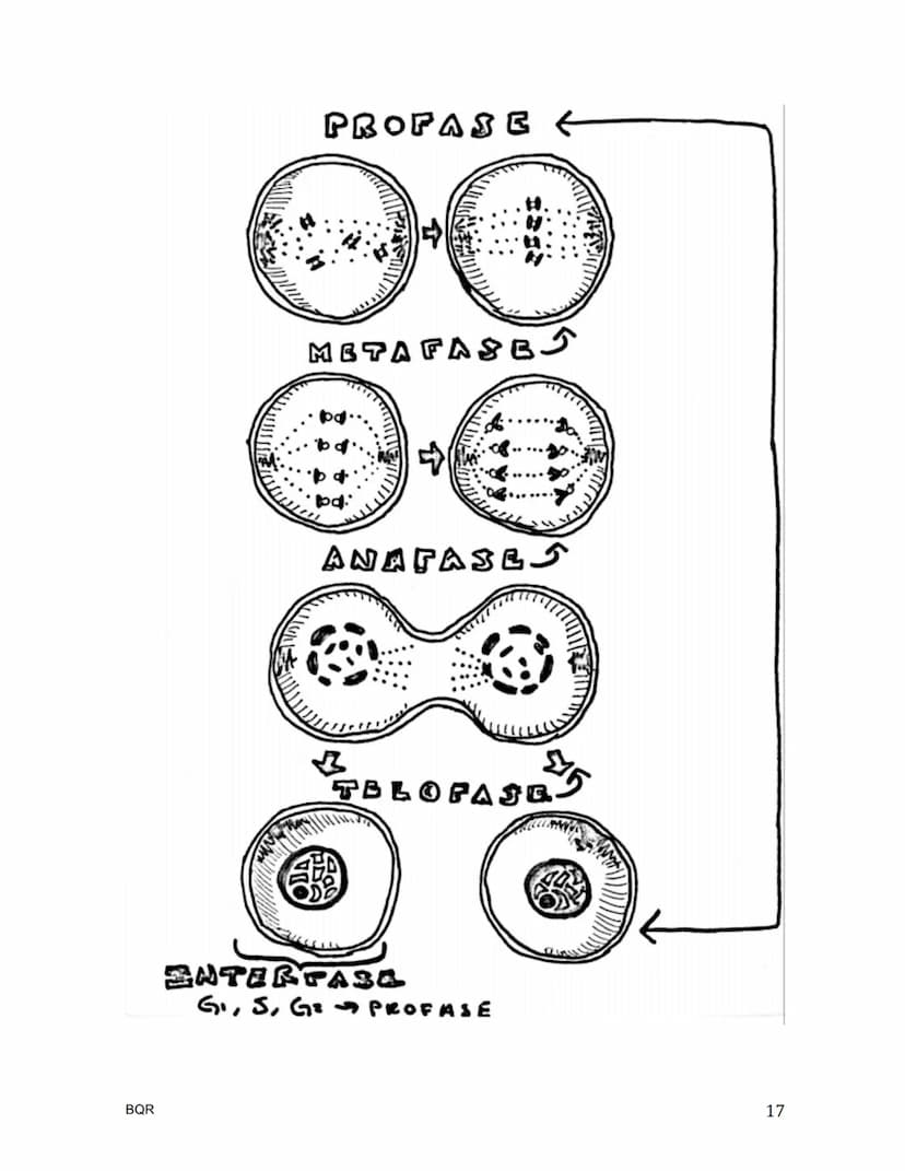 BIOLOGÍA
La célula / Teoría celular
.
¿Quién nombra a la célula?
•
•
•
•
Hooke, célula = celda
¿Quién era el botánico de la teoría celular?
