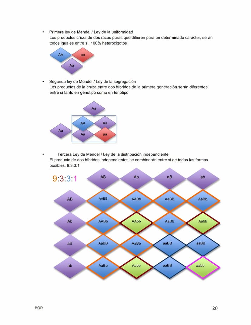 BIOLOGÍA
La célula / Teoría celular
.
¿Quién nombra a la célula?
•
•
•
•
Hooke, célula = celda
¿Quién era el botánico de la teoría celular?

