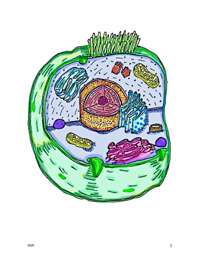 BIOLOGÍA
La célula / Teoría celular
.
¿Quién nombra a la célula?
•
•
•
•
Hooke, célula = celda
¿Quién era el botánico de la teoría celular?
