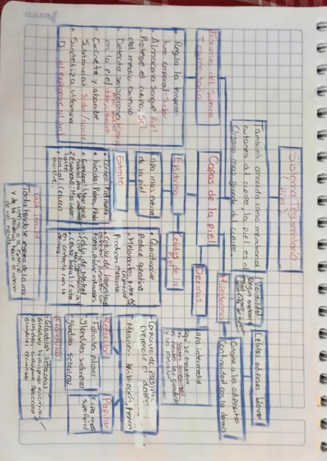 El Sistema Tegumentario y su Importancia