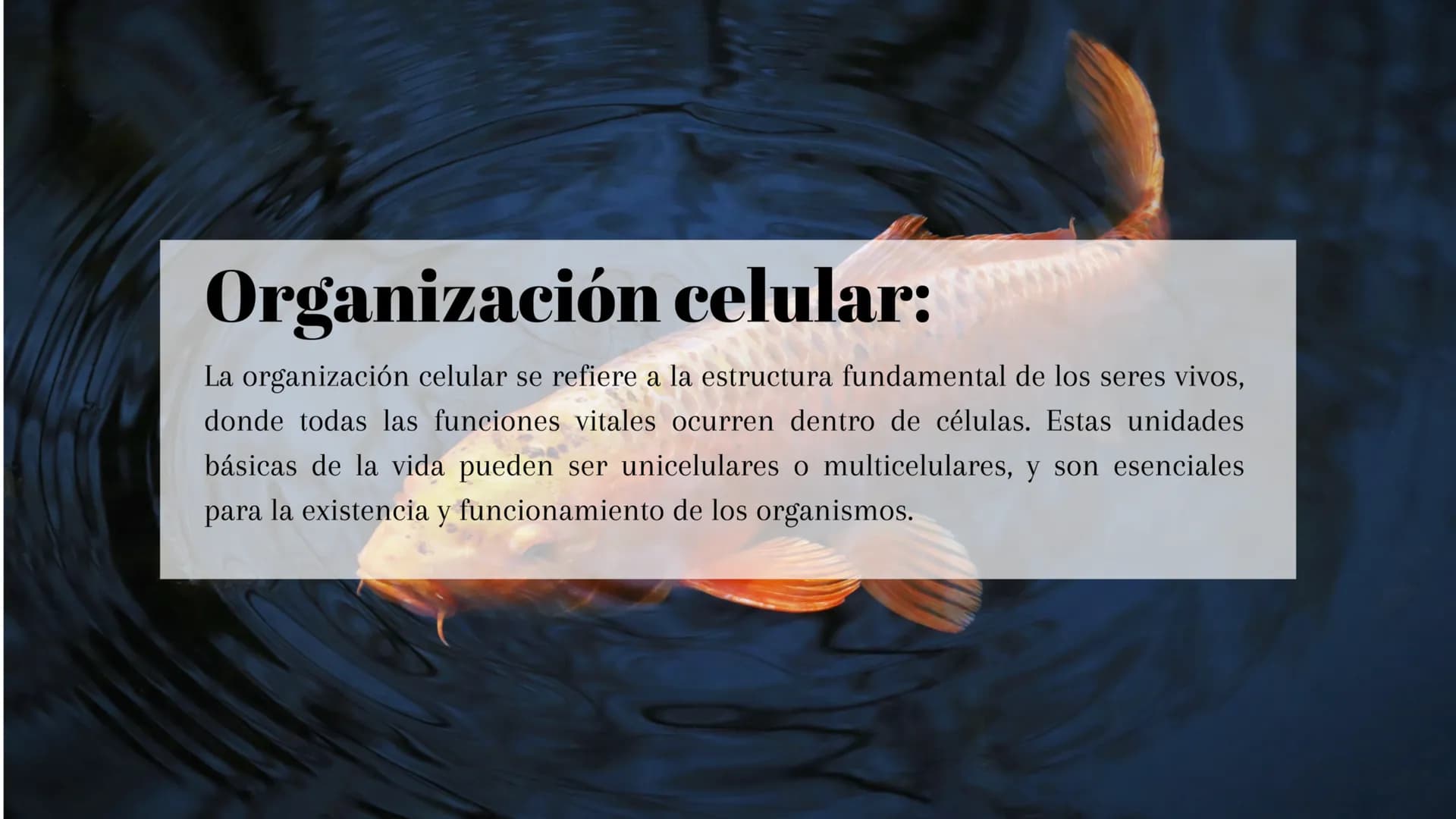 ¿Qué son los seres vivos?:
Los seres vivos son entidades biológicas que poseen características
esenciales como organización celular, reprodu