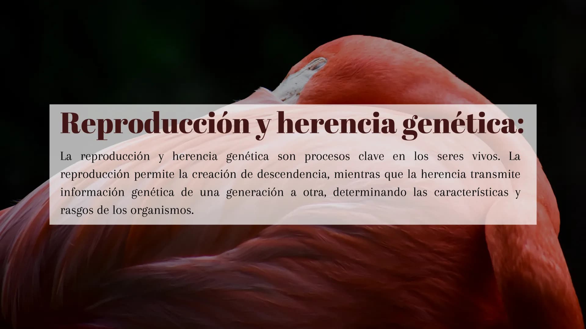 ¿Qué son los seres vivos?:
Los seres vivos son entidades biológicas que poseen características
esenciales como organización celular, reprodu