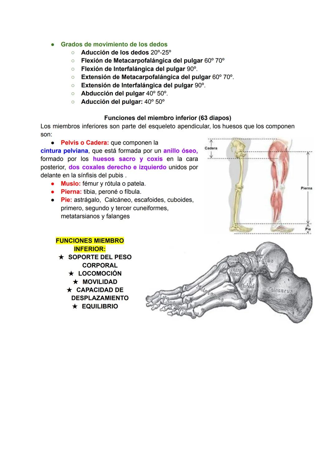 # Músculo esquelético (67)
La fuerza de una persona, hace que la energía física se convierta en mecánica.
Miología: Ciencia que estudia los 