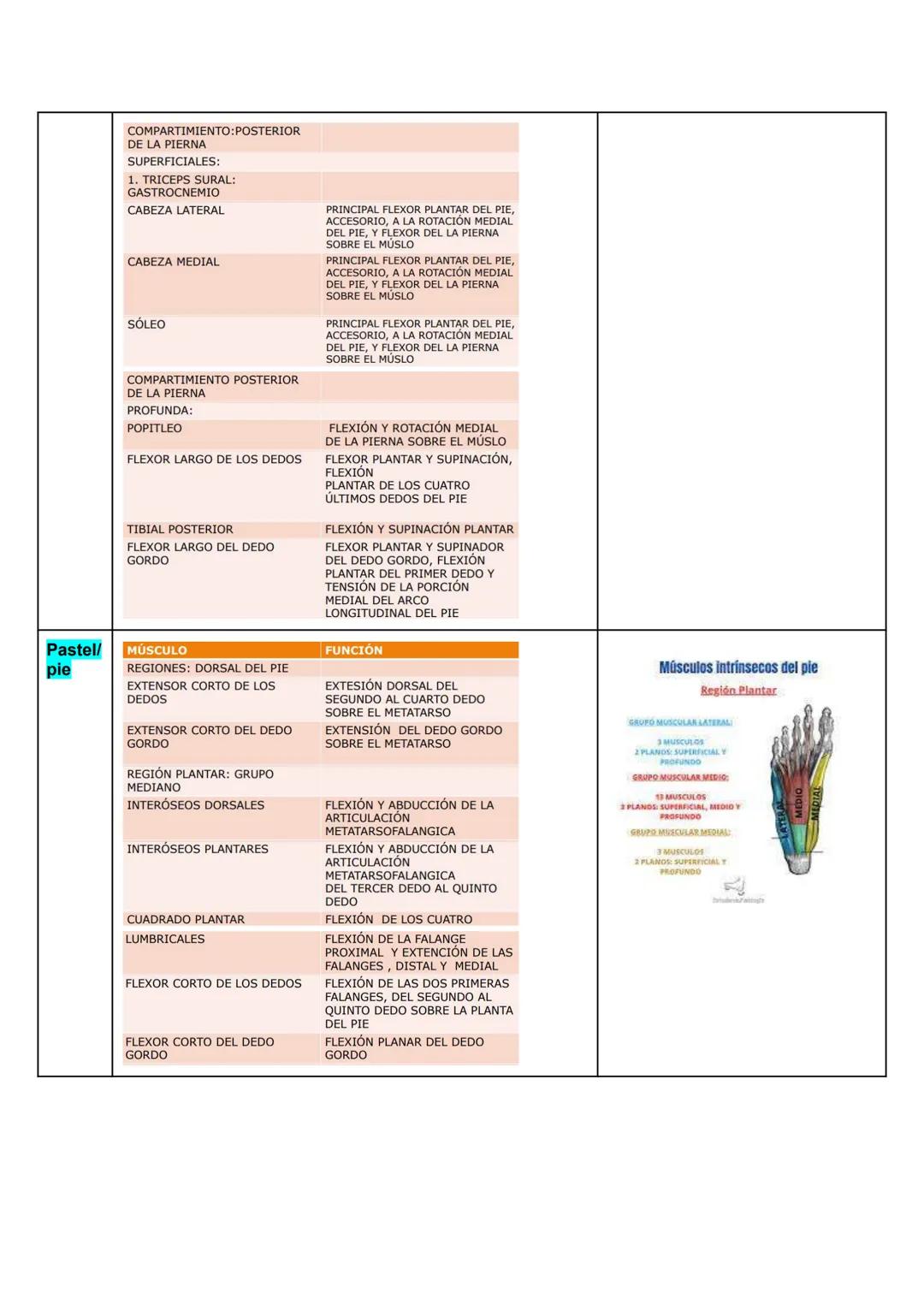 # Músculo esquelético (67)
La fuerza de una persona, hace que la energía física se convierta en mecánica.
Miología: Ciencia que estudia los 