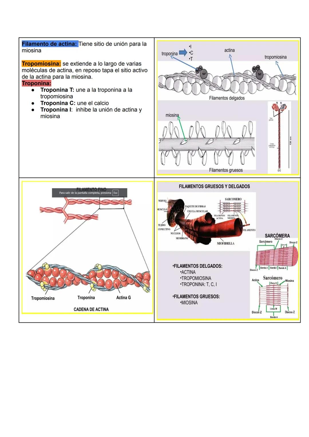 # Músculo esquelético (67)
La fuerza de una persona, hace que la energía física se convierta en mecánica.
Miología: Ciencia que estudia los 