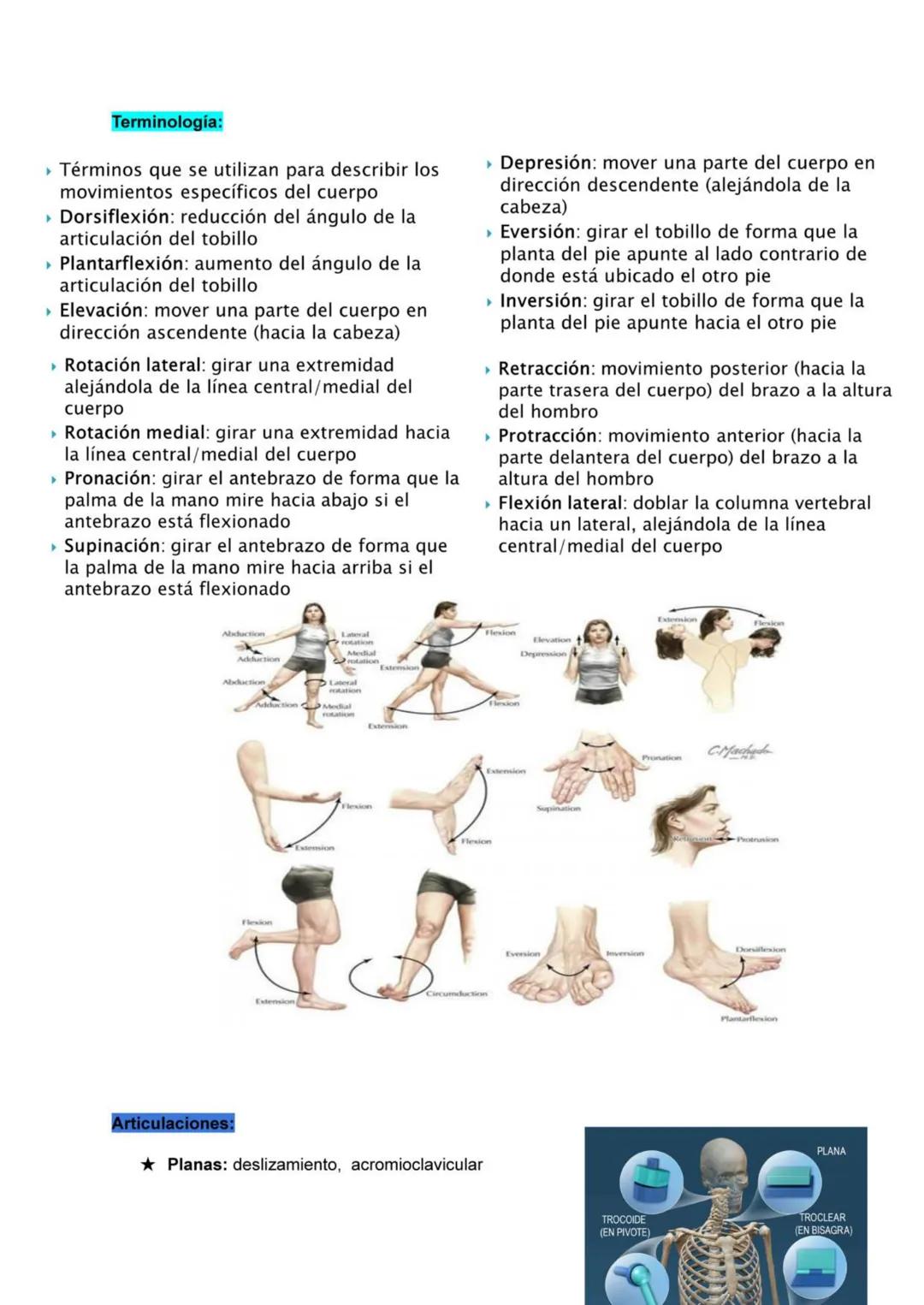 # Músculo esquelético (67)
La fuerza de una persona, hace que la energía física se convierta en mecánica.
Miología: Ciencia que estudia los 