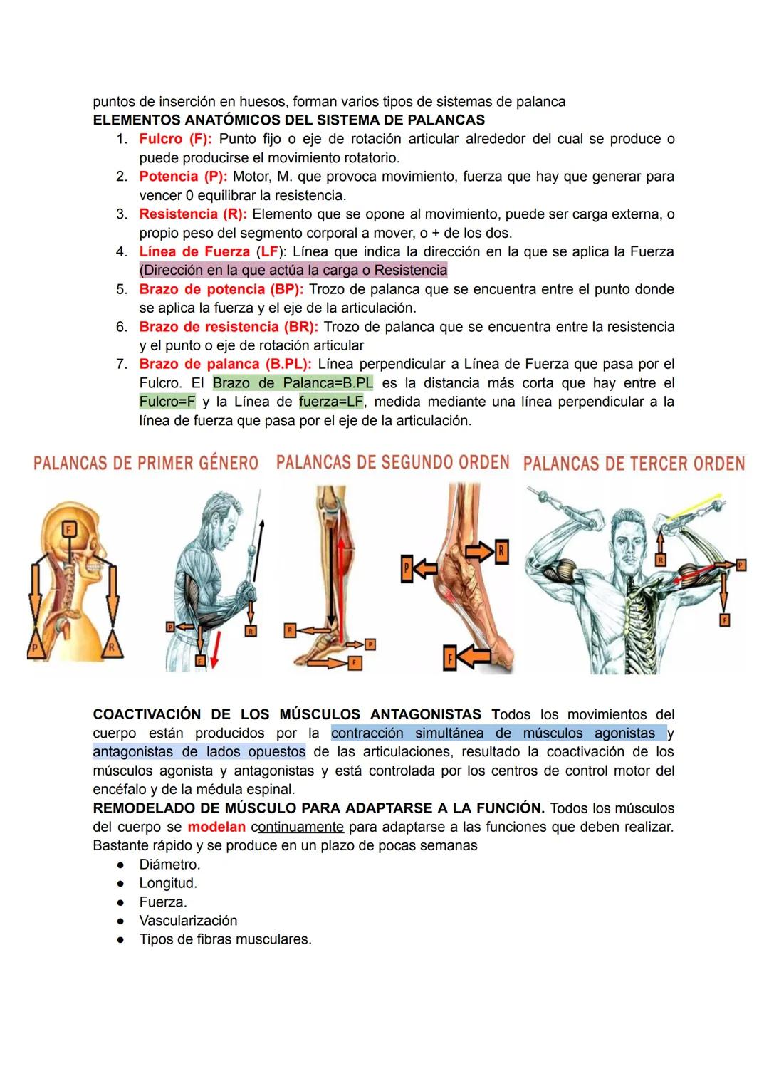 # Músculo esquelético (67)
La fuerza de una persona, hace que la energía física se convierta en mecánica.
Miología: Ciencia que estudia los 