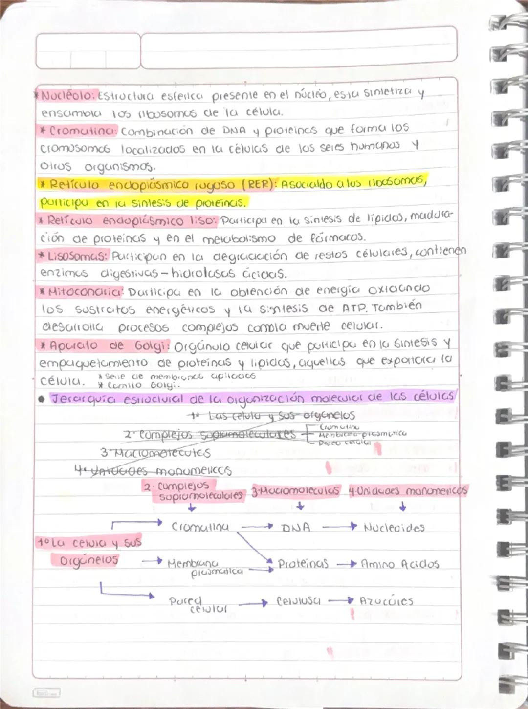 TEMA1: CÉLULAS Y TEORÍA CELULAR
5 biológia
CELULAR
7
7
7
E
A
E
Caracteristicas de los seres vivos
11
09 24
1.) Elevado grado de complejidad 