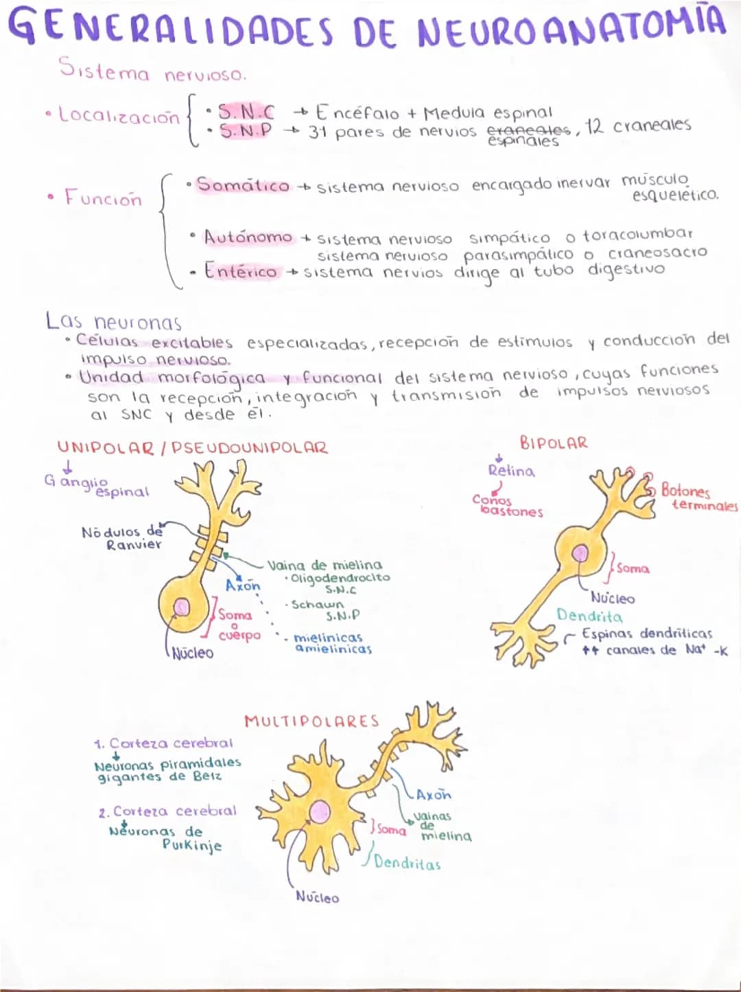 GENERALIDADES DE NEUROANATOMIA
Sistema
nervioso.
•Localización
{
·S.N.C
→ Encéfalo + Medula espinal
S.N.P 31 pares de nervios eraneates, 12 