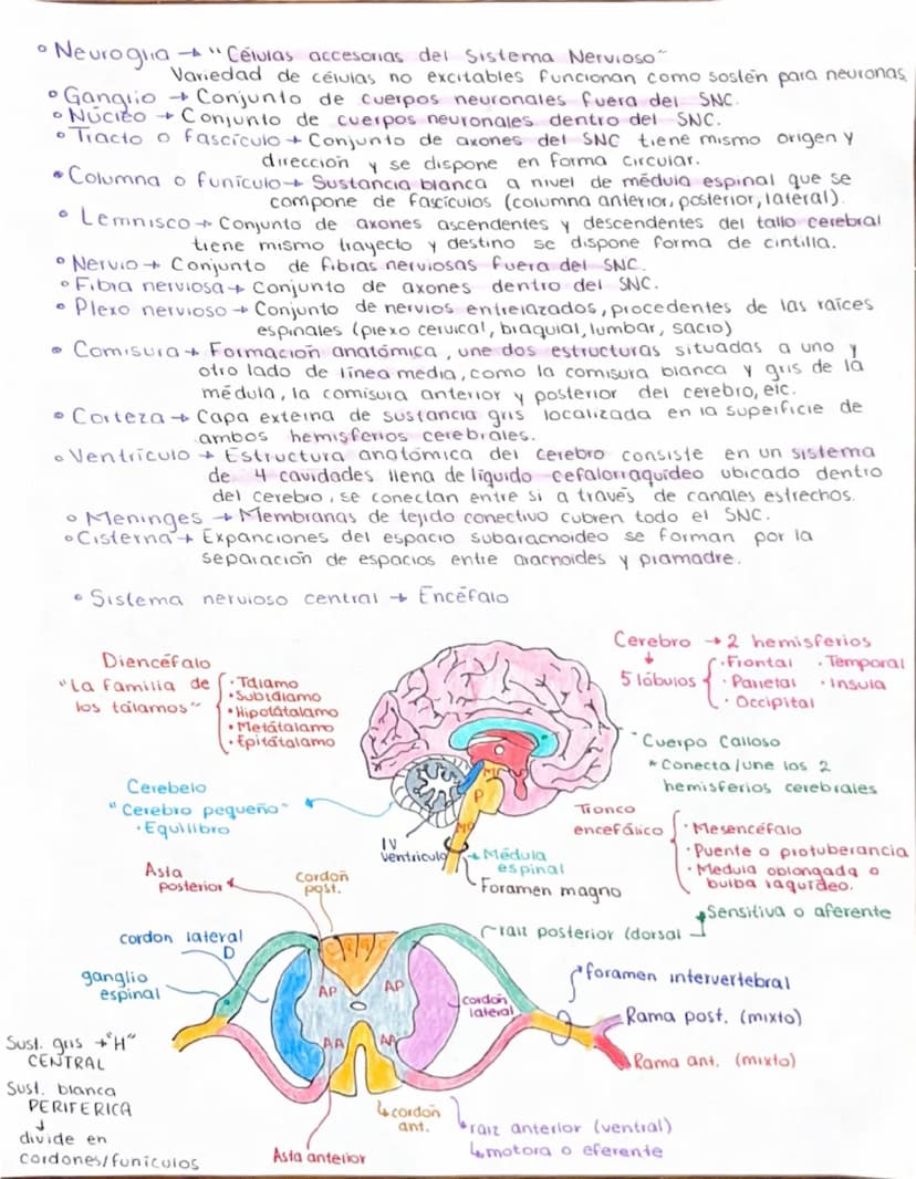 GENERALIDADES DE NEUROANATOMIA
Sistema
nervioso.
•Localización
{
·S.N.C
→ Encéfalo + Medula espinal
S.N.P 31 pares de nervios eraneates, 12 